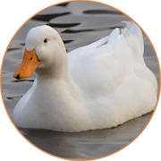 Duck Sounds 2017