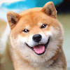Akita Dog Simulator Akita Dog Simulator