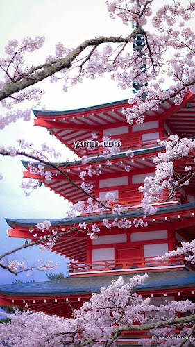 【图】Japanese Sakura Wallpapers(截图 0)