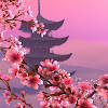 Japanese Sakura Wallpapers Japanese Sakura Wallpapers