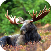 Moose Sounds Moose Sounds