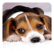 Puppy Live Wallpaper Puppy Live Wallpaper