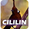 Master Cililin Pilihan Master Cililin Pilihan