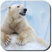 Polar Bear Wallpapers