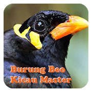 Burung Beo Kicau Master Burung Beo Kicau Master