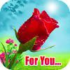 flores y rosas hermosas flores y rosas hermosas