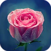 AppLock Theme Pink Rose