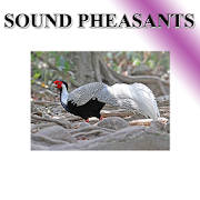 Pheasant phonetically