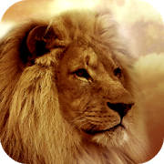 Lion Wallpapers