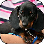 Dachshund wallpapers