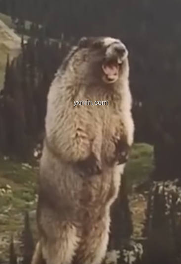 【图】Marmotte de la peur(截图2)