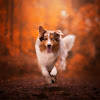 Dog Wallpapers Dog Wallpapers