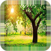 Tree Backgrounds