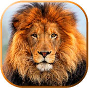 Imagenes de Leones