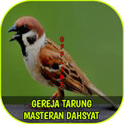 Gereja Tarung Masteran Dahsyat Offline