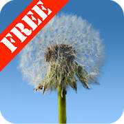 Dandelions Free Live Wallpaper Dandelions Free Live Wallpaper