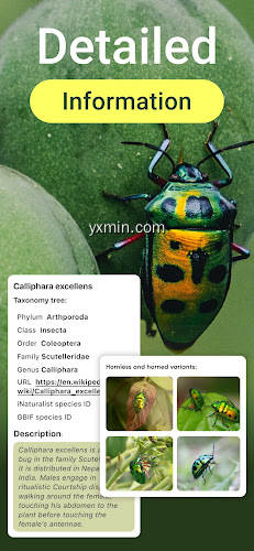 【图】Insect Bug Identifier App(截图2)