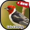Canto Galo De Campina