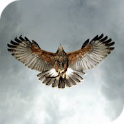 Eagle Live Wallpaper Eagle Live Wallpaper