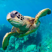 The Turtle The Turtle