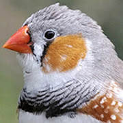 birds sound and documentary