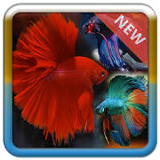 Betta鱼3D