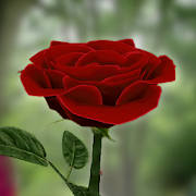 3D Rose Live Wallpaper 3D Rose Live Wallpaper