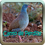 Canto de Perdiz Mp3 Canto de Perdiz Mp3