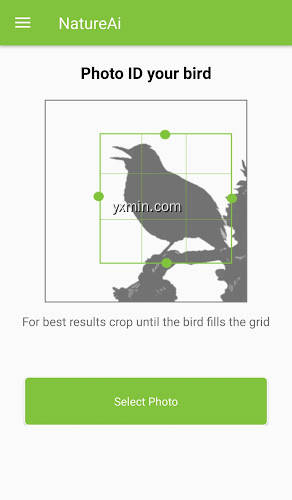 【图】North American Bird Identifier – Bird Scanner(截图2)