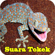 Suara Tokek