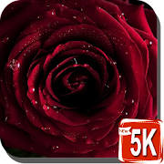 Red Rose Wallpapers HD Red Rose Wallpapers HD