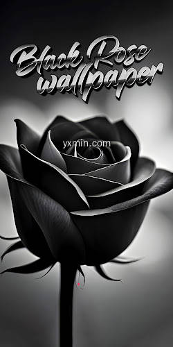 【图】black rose wallpaper(截图1)