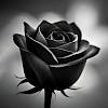black rose wallpaper black rose wallpaper