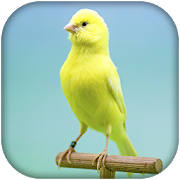 canari chant