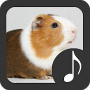 Guinea Pig Sounds
