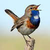 Birds of Russia Songs & Calls