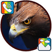 Eagle – RINGTONES and WALLPAPERS