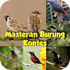Masteran Burung Kontes