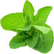 Frecat Menta