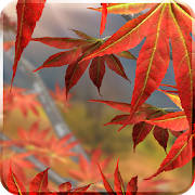 Autumn Tree Live Wallpaper Autumn Tree Live Wallpaper