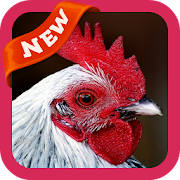 Hen Wallpaper