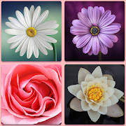 Flower Memory Game – Brain Training Adults Kids