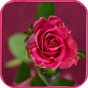 Flowers Wallpapers