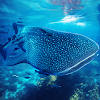 The Whale Shark