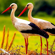 The White Stork The White Stork
