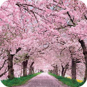 Cherry Blossom HD Wallpaper