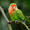 Lovebird sounds