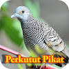 Suara Burung Perkutut Pikat