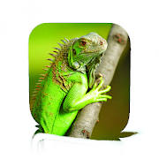 Iguana Care Iguana Care