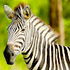 Real Zebra : Zebra Games